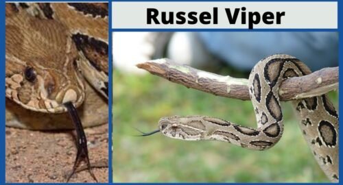 russel viper snake name in hindi